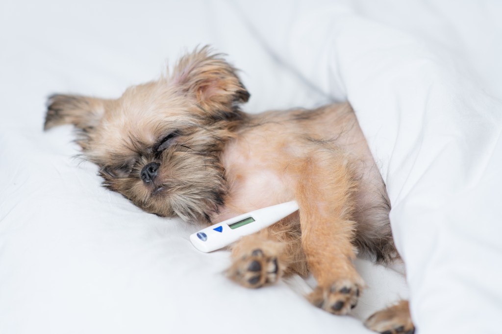 Hund liegt mit Fieberthermometer im Bett.
