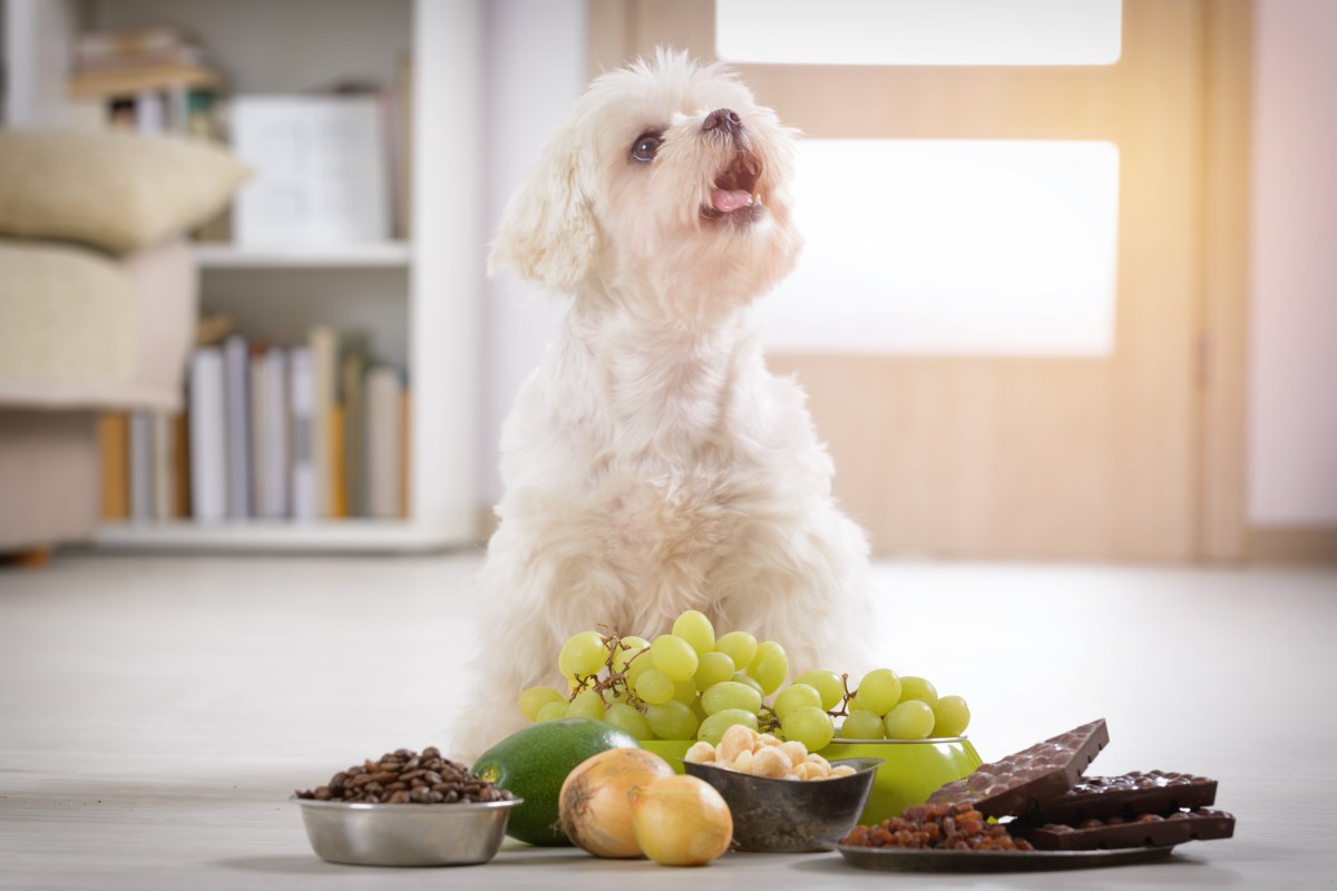 Hund sitzt vor giftigen Lebensmitteln.