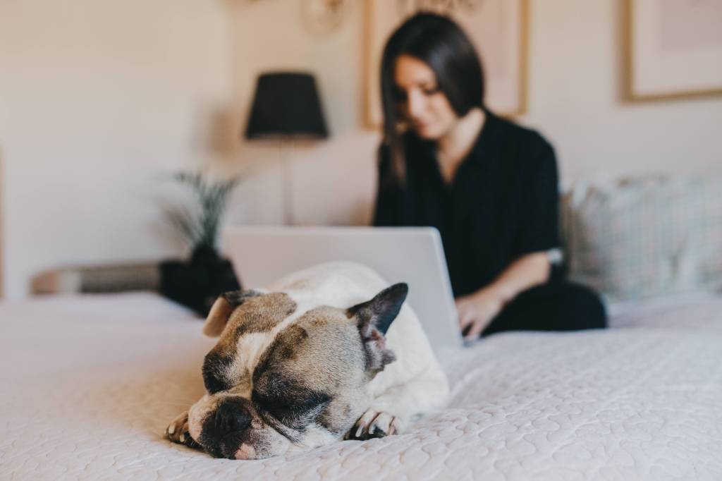 Frau am Laptop, Hund auf dem Bett