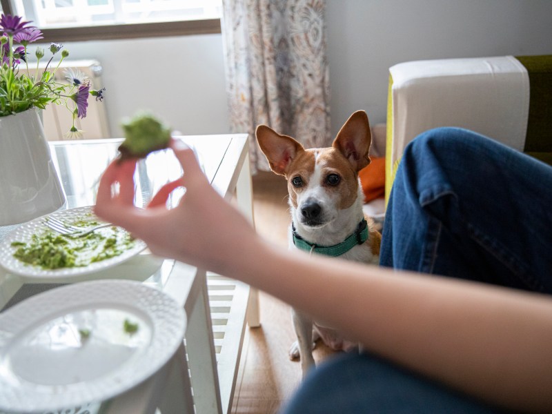 Hund mit Avocado