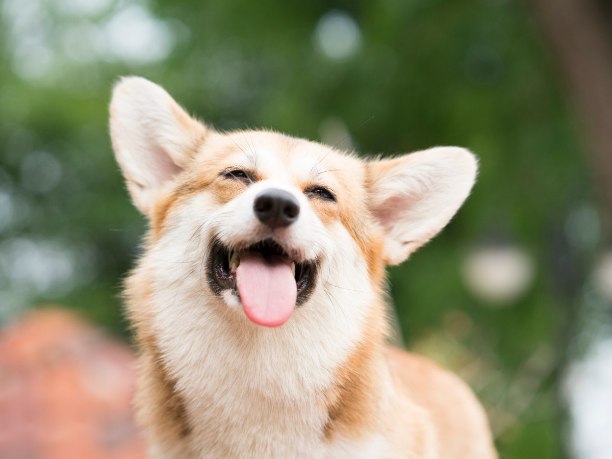 Corgi lächelt und streckt die Zunge heraus.