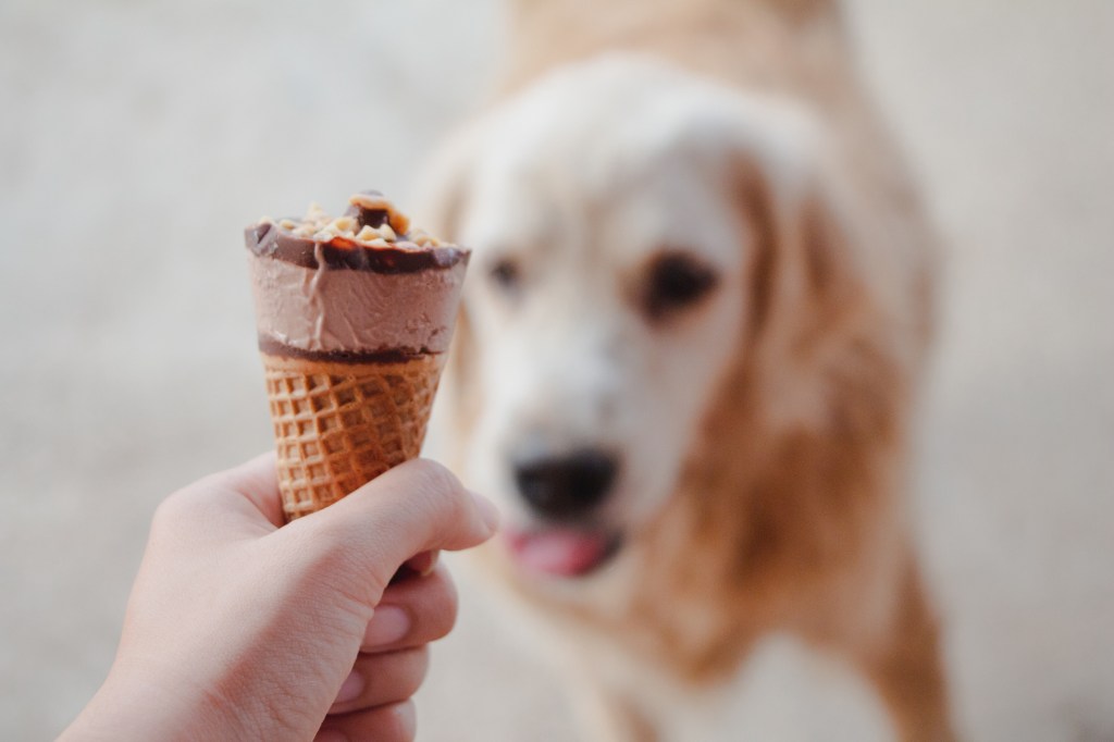 Hund mit Schokoladen-Eistüte
