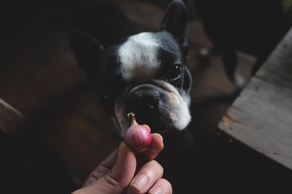 Hund mit Zwiebel