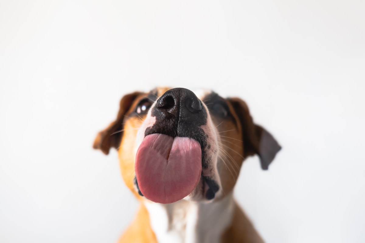 Hund streckt seine Zunge heraus und will Hundedeo ablecken