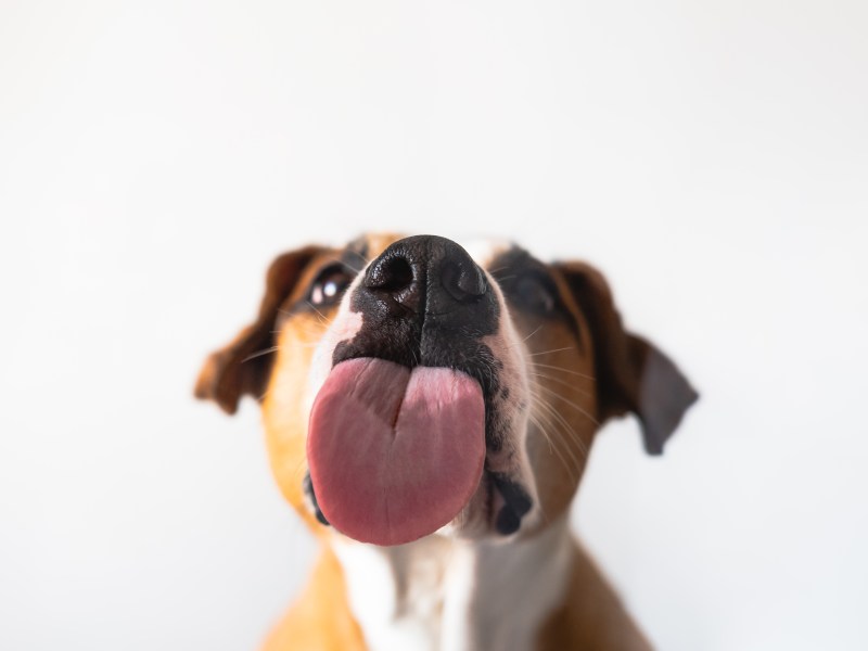 Hund streckt seine Zunge heraus und will Hundedeo ablecken