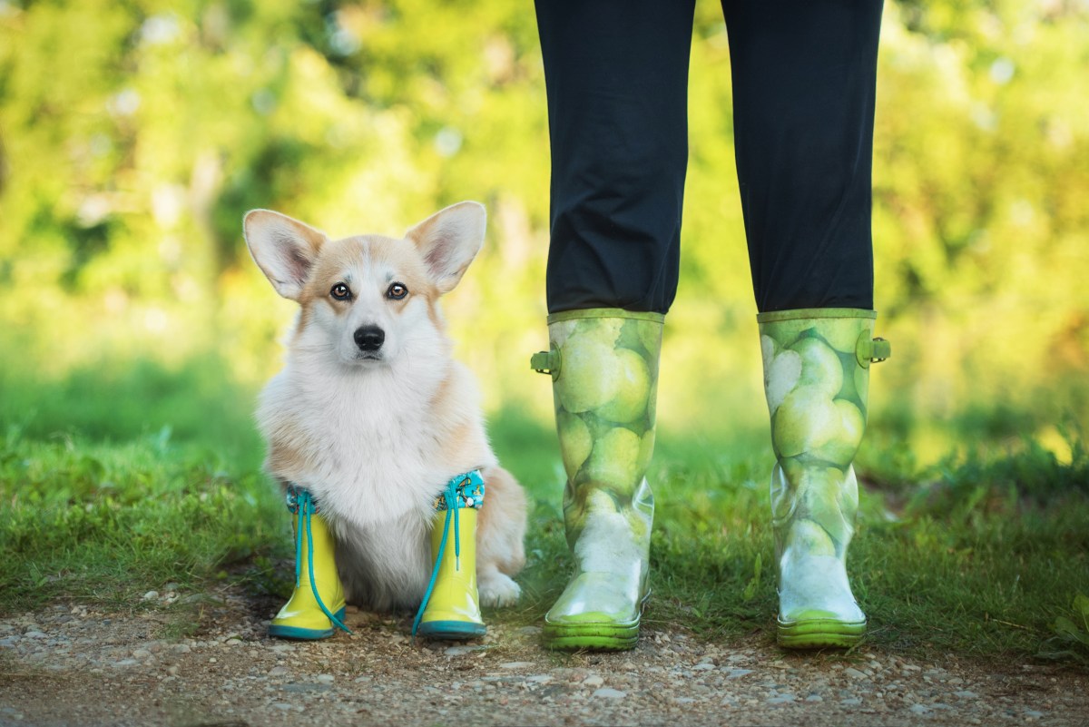 Hund trägt Hundeschuhe und sitzt neben einem Mensch.