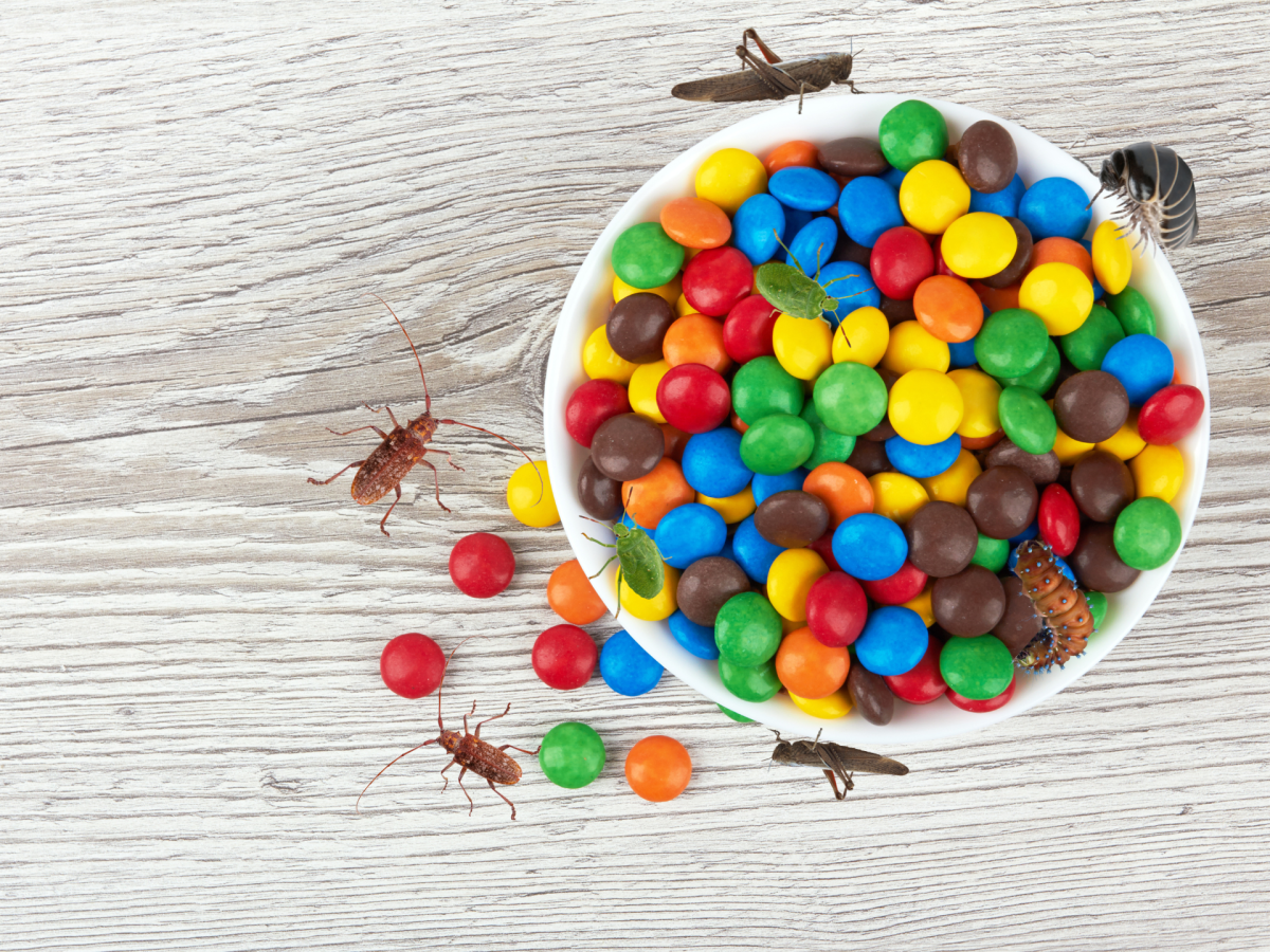 Insekten in Lebensmitteln: Experte räumt Risiken und Gefahren ein