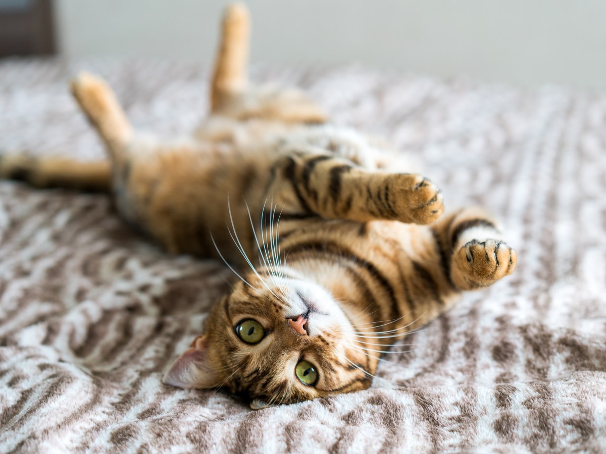 Forscher enthüllen, warum Katzenurin so stinkt und welches Hausmittel Wunder wirkt