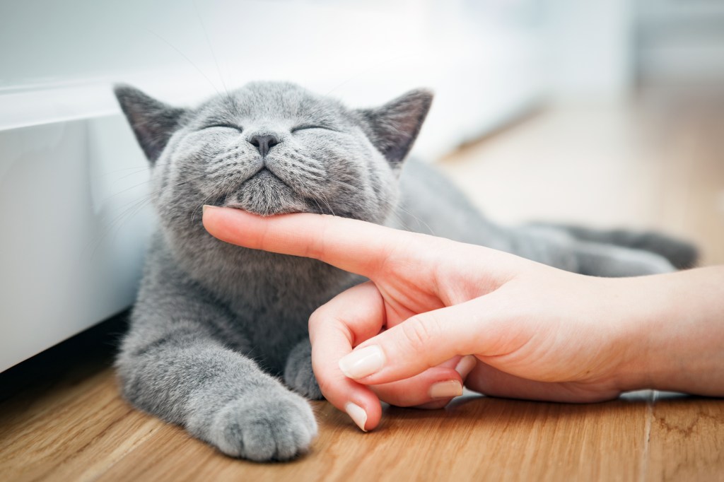 Katze glücklich machen, wenn man sie unter dem Kinn streichelt.