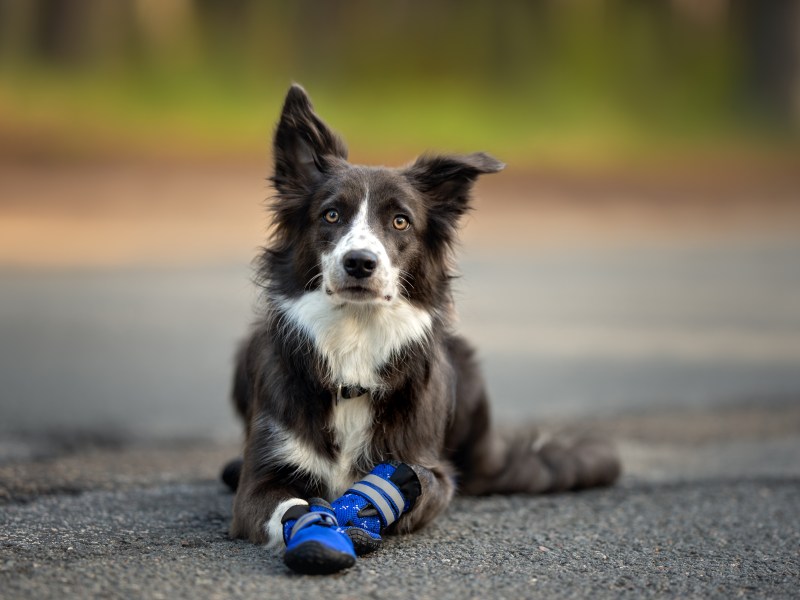 Hund mit Schuhe als Pfotenschutz liegt auf der Straße.