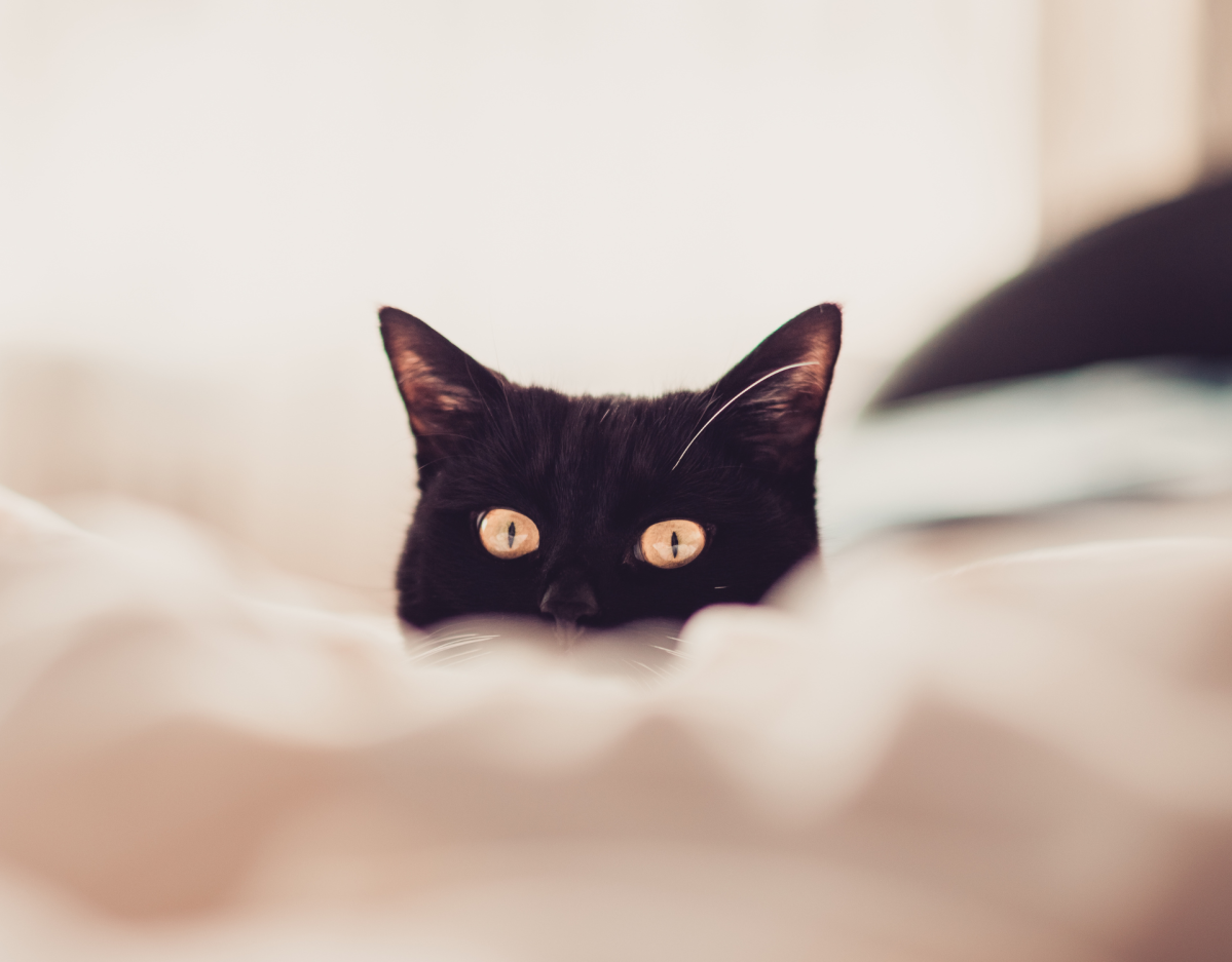 Schwarze Katze schaut hinter Decke hervor.