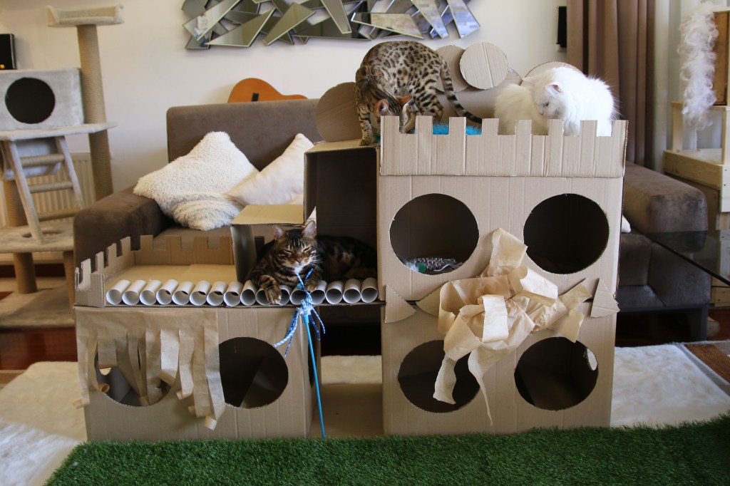 Katzen spielen mit selbstgemachtem Katzenspielzeug