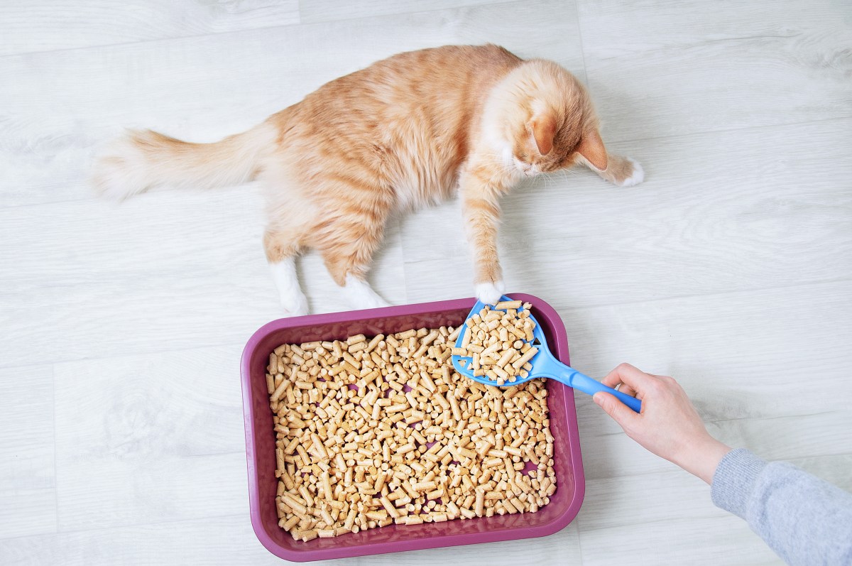 Katzenklo mit selbstgemachten Katzenstreu und Katze.