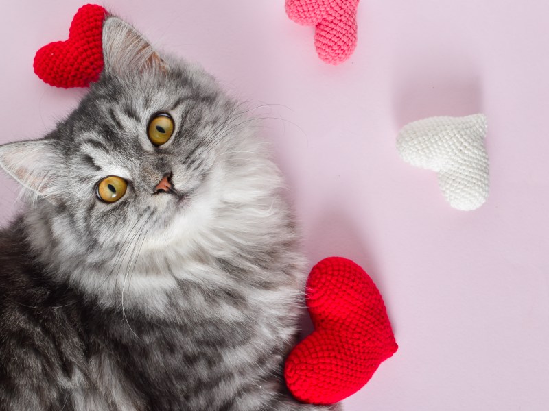 Katze umringt von Herzen schaut in die Kamera.