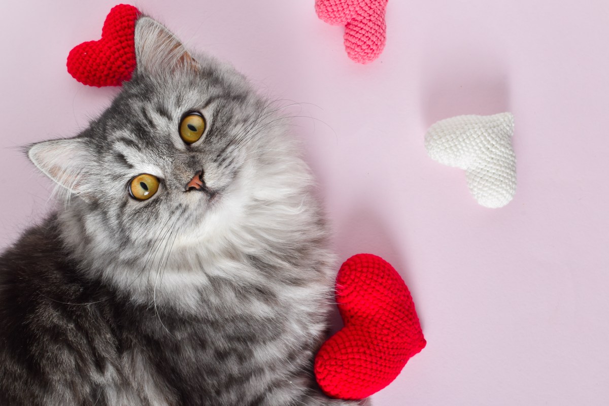 Katze umringt von Herzen schaut in die Kamera.