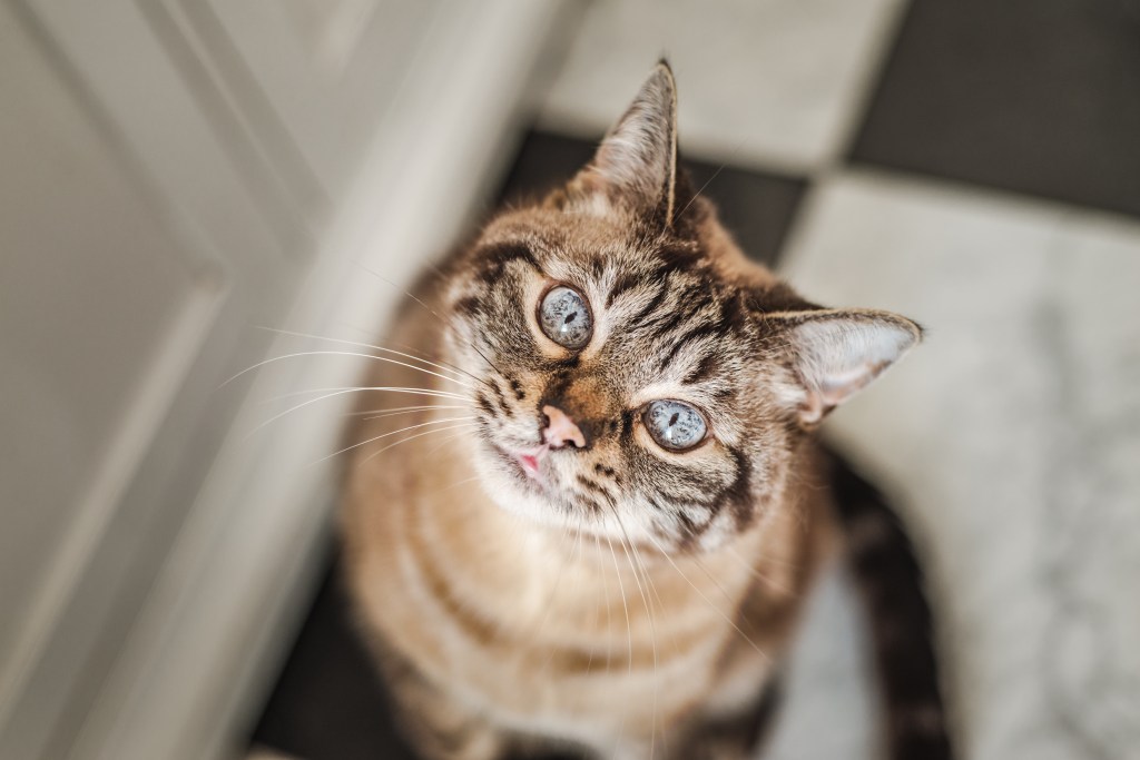 Alte Katze mit blauen Augen schaut nach oben in die Kamera.