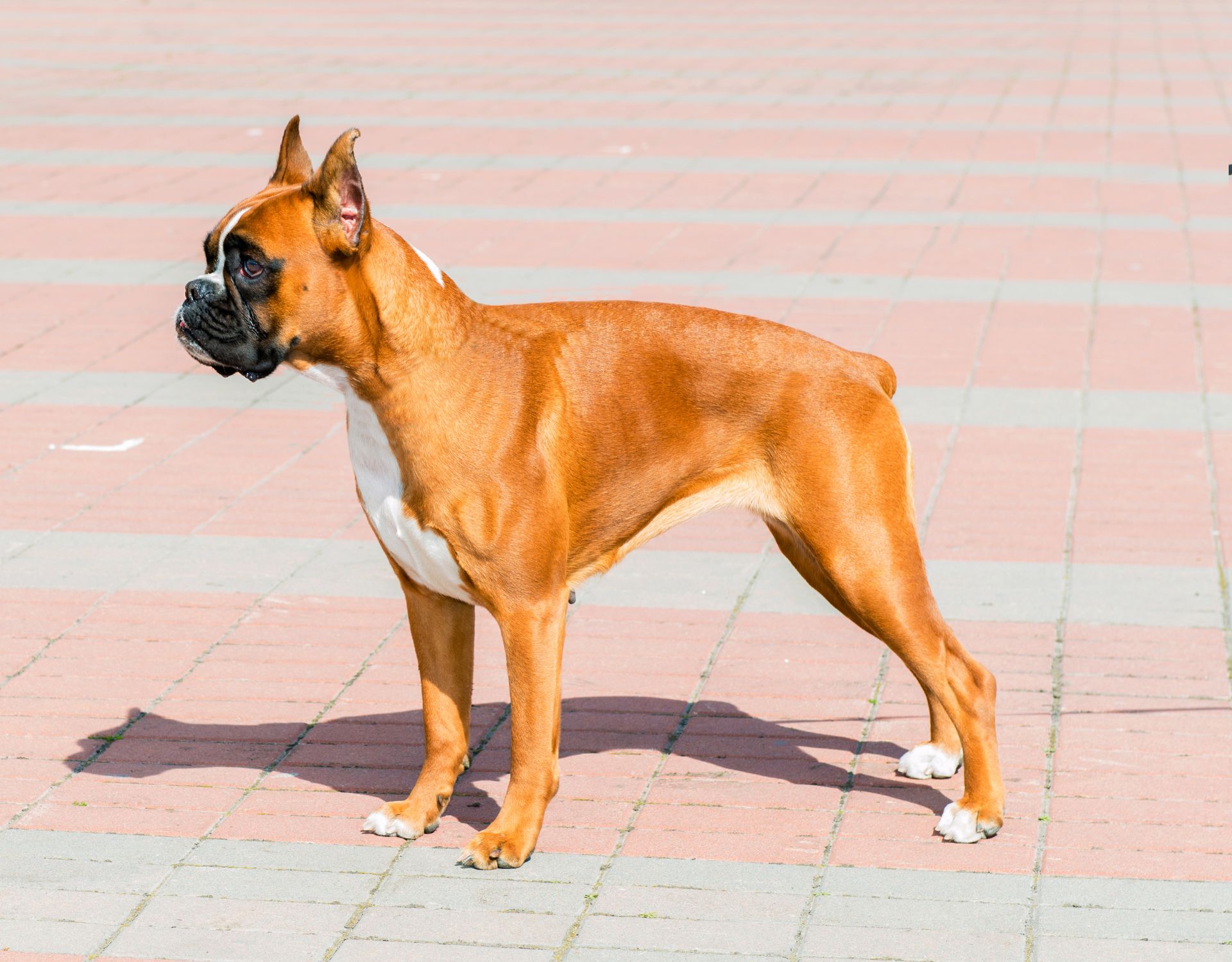 Deutscher Boxer Charakter, Pflege und Erziehung im Check wmn.de
