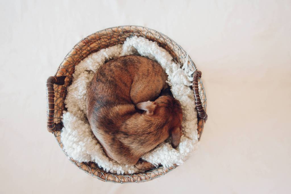 Donut Schlafposition von Hunden