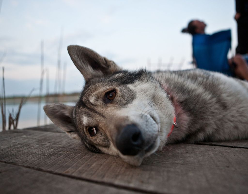 Kanadischer Eskimohund