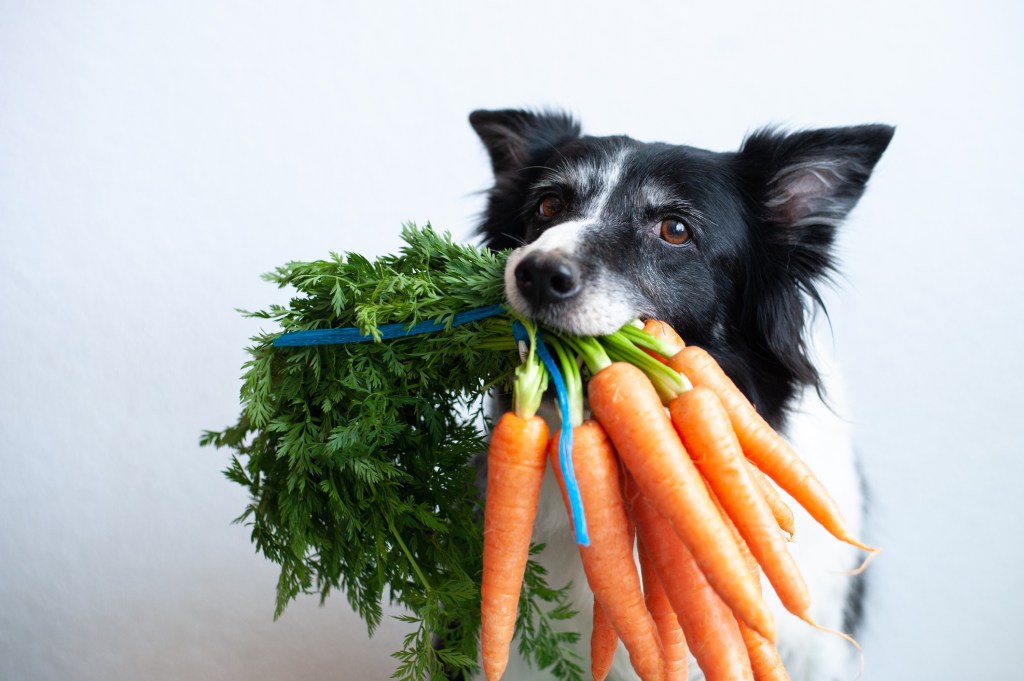 Hund mit Karotten