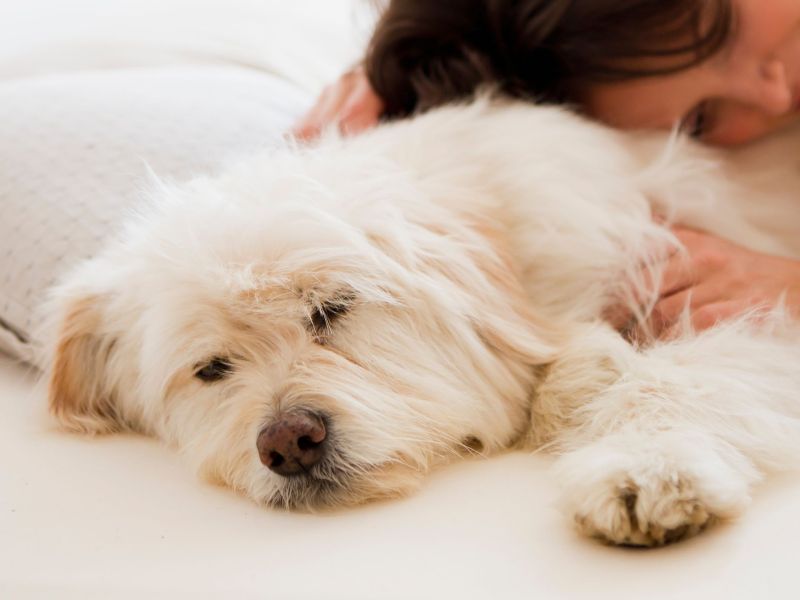 Frau schläft mit Hund: Schlafposition Hund & Bedeutung