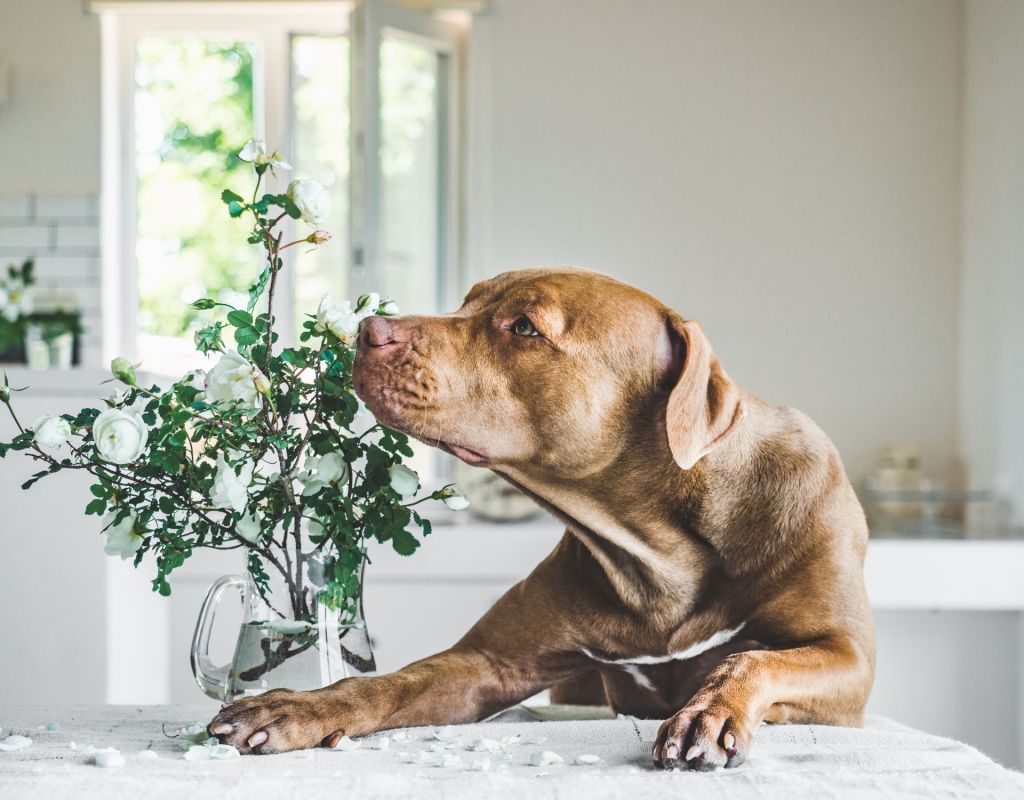 Hund riecht an Blumen