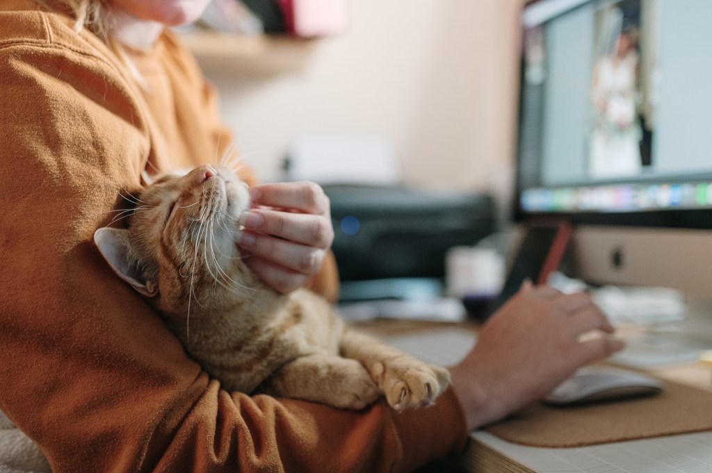Frau am Computer streichelt Katze am Kinn.