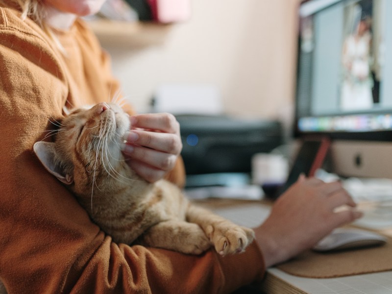 Frau am Computer streichelt Katze am Kinn.