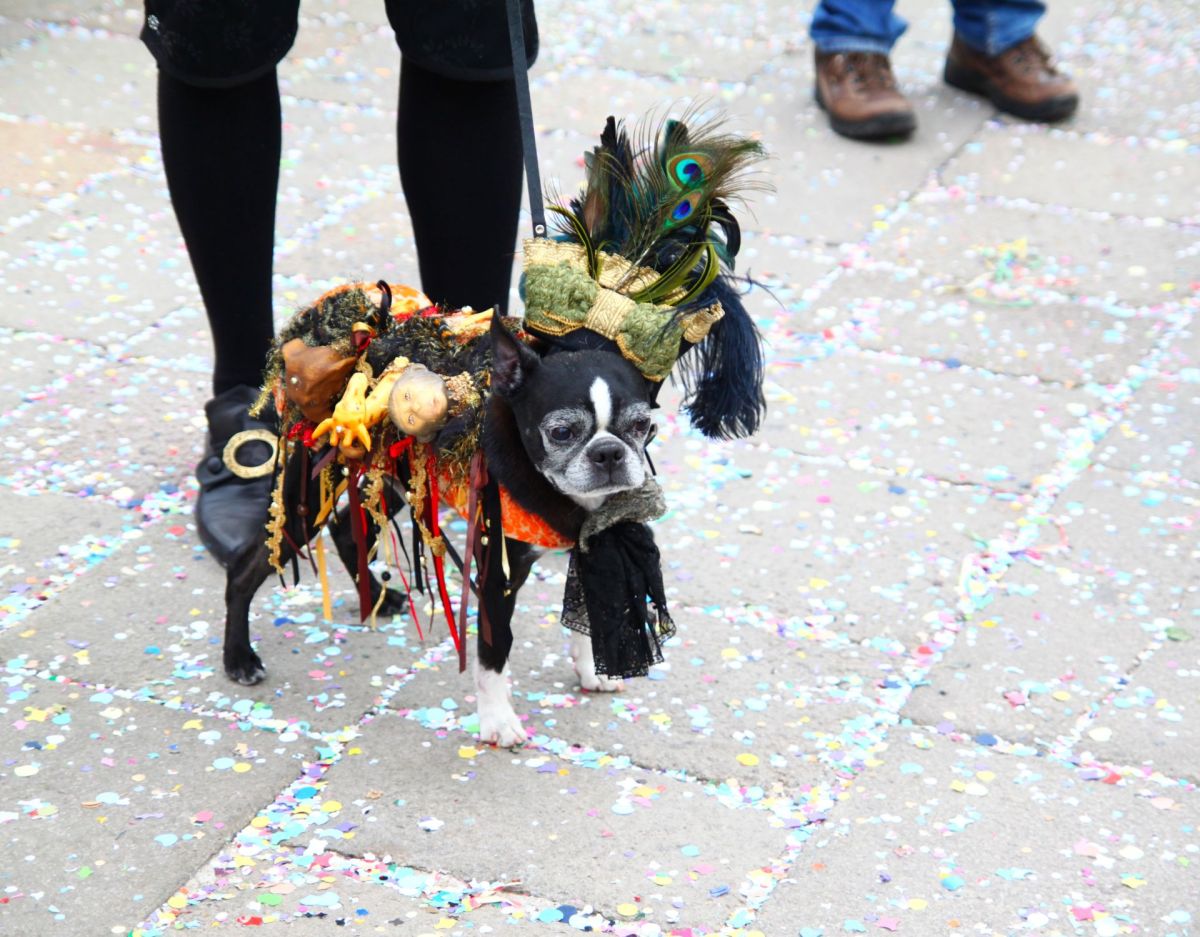 verkleideter Hund zu Karneval