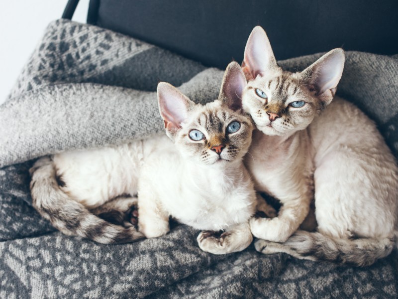 Katze und Kater liegen auf einer Decke.