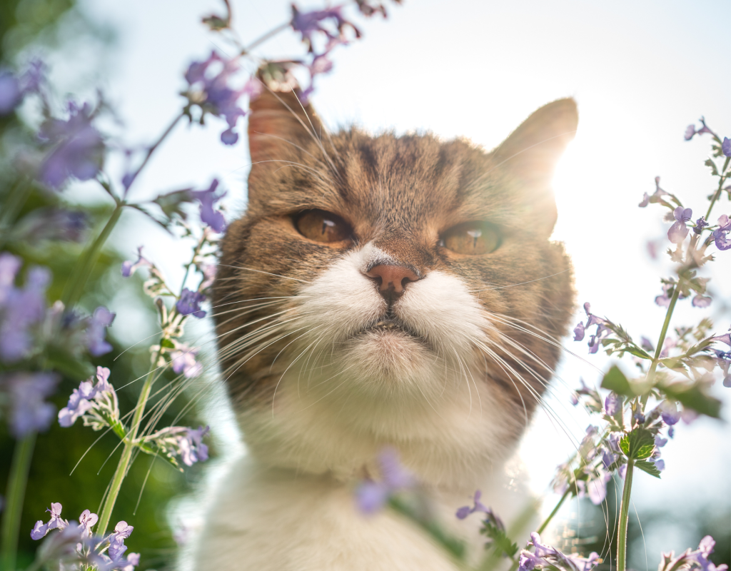 Nie mehr Katzenkot im Gartenbeet 