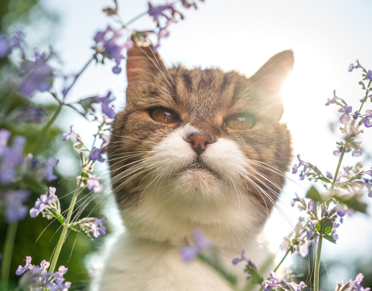 Katze steckt ihren Kopf auf einer Pflanze.