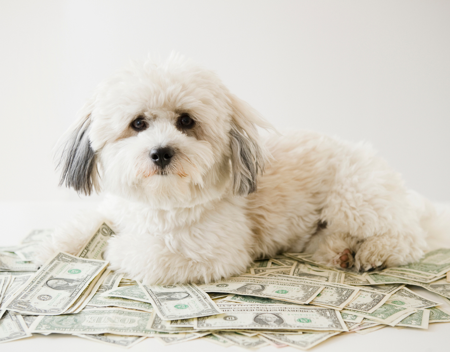 Top 10: Dit zijn de rijkste huisdieren ter wereld