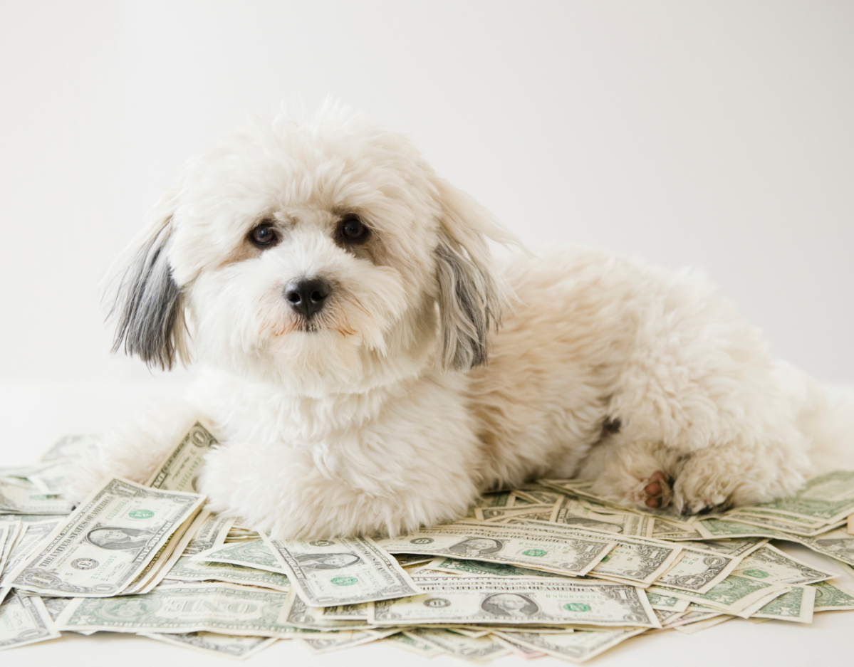 Kleiner Hund liegt auf Geldscheinen.