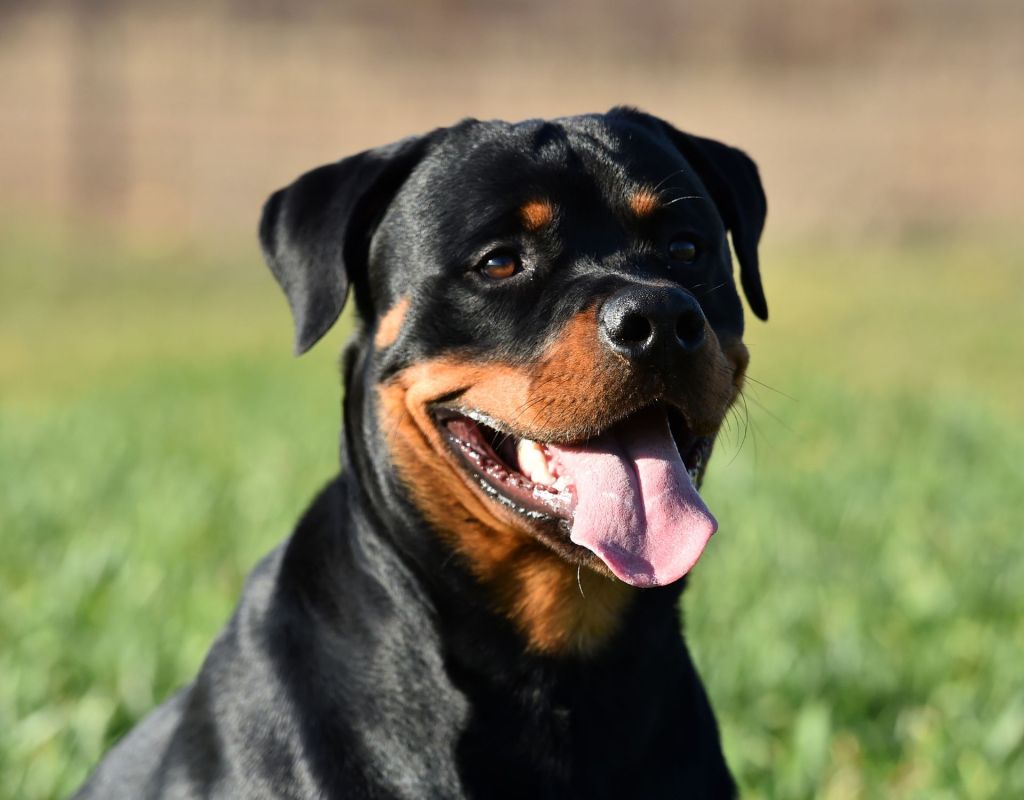 Rottweiler