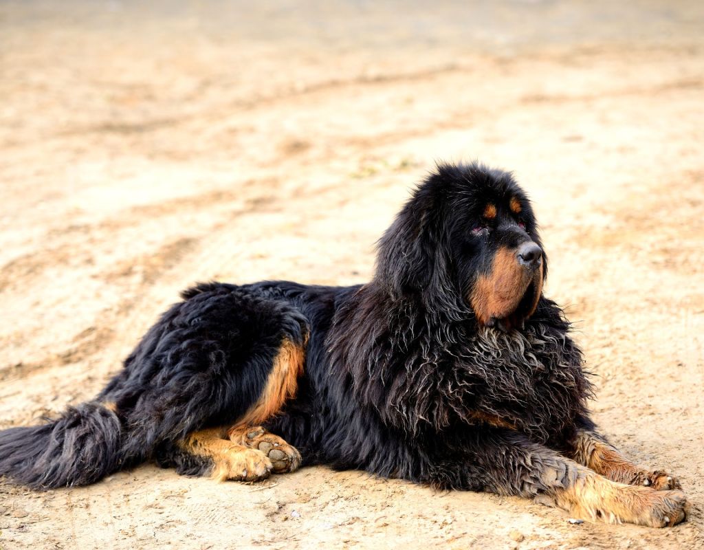 Tibett Mastiff