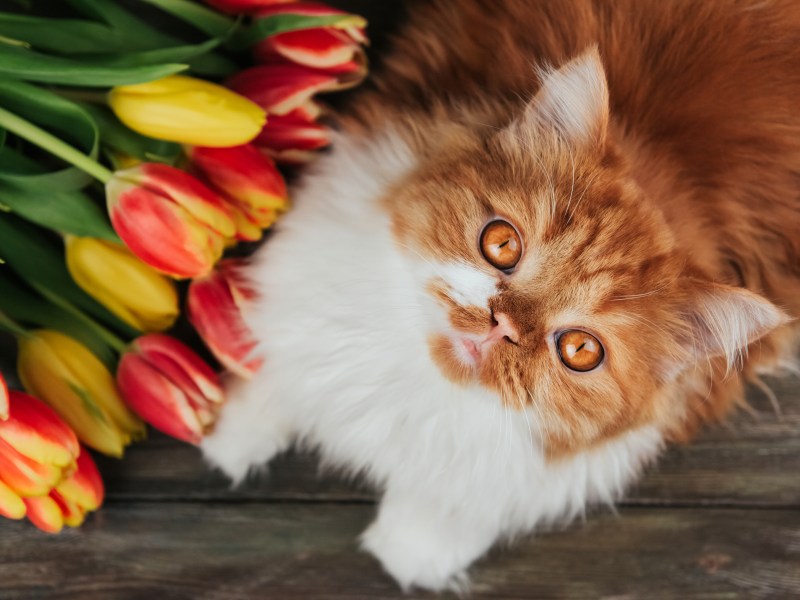 Katze sitzt neben einem Strauß Tulpen.
