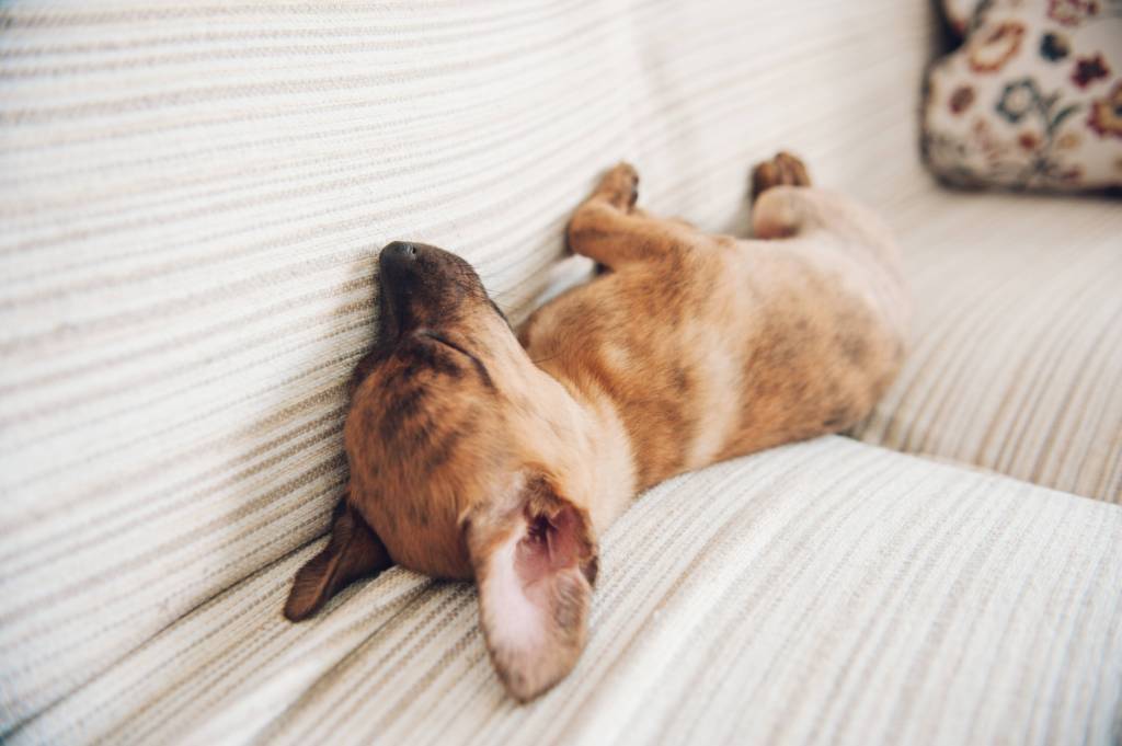 Hund in Yoga-Schlafposition