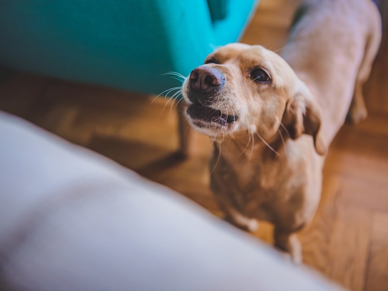 Kündigung wegen Hundegebell?