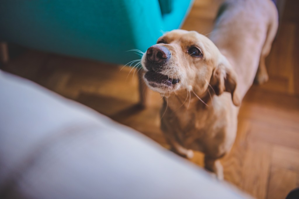 Vermieter droht mit Kündigung wegen Hundegebell – ist das rechtens?