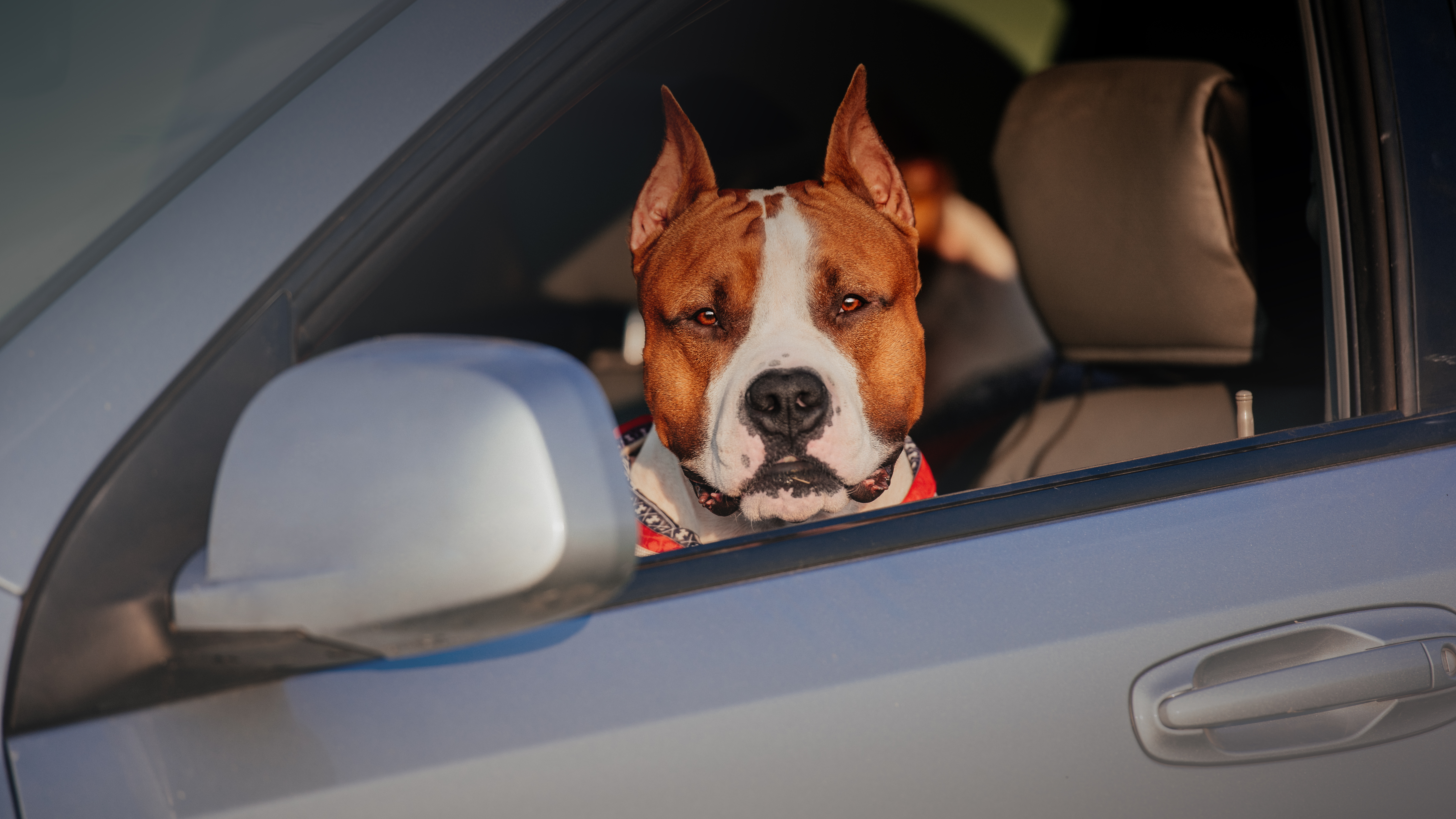Hund bei Hitze im Auto: bis zu 7.500 Euro Strafe! – YOUR DOG Hundemagazin