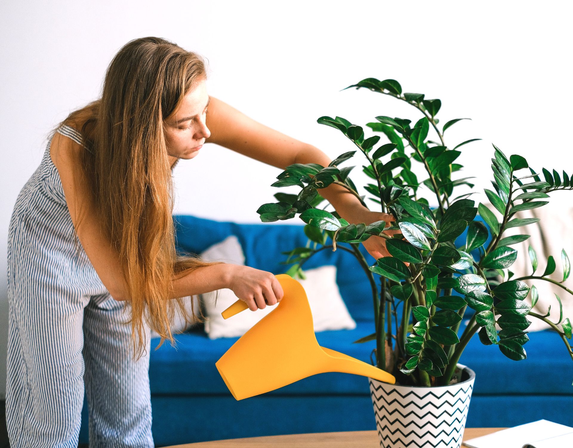 Wie oft Pflanzen gießen 7 geniale Tipps für einen grünen Daumen wmn.de
