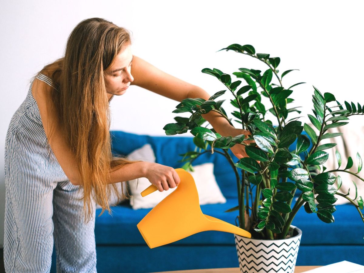 Pflanzenpflege: So oft solltest du deine Pflanzen wirklich gießen
