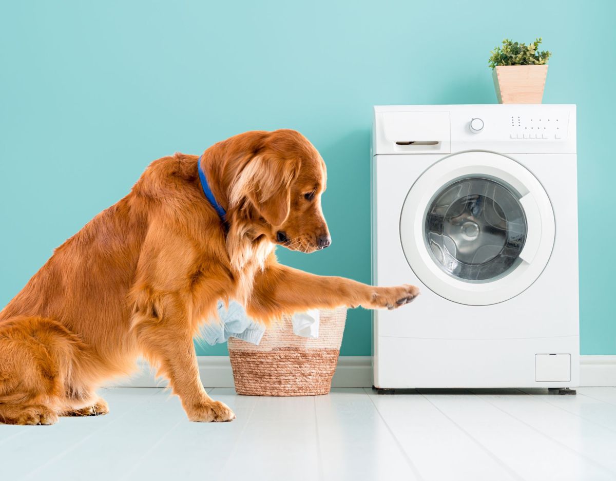 Hund waschmaschine