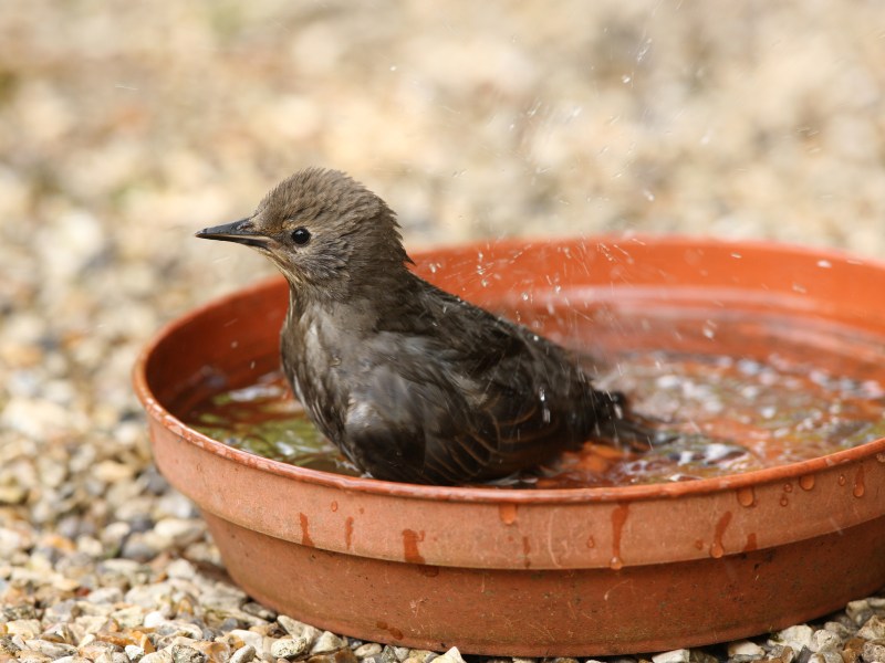 Vogeltränke