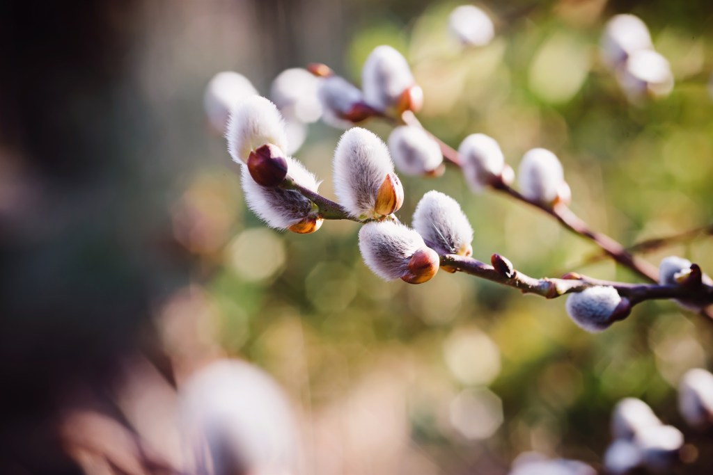 weidenkätzchen ostern deko natur pflanze