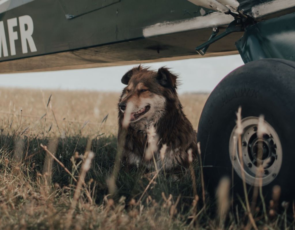 Hund Flugzeug