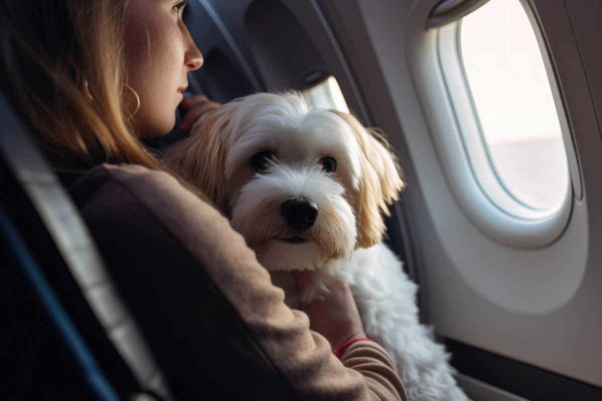 Hund im Flugzeug als Handgepäck bei Frau auf dem Arm.
