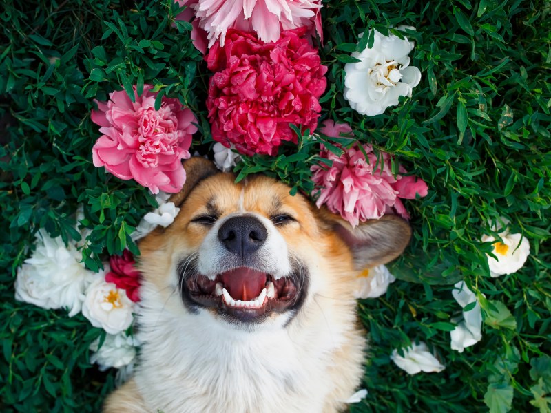 Hund liegt lachend im Blumenmeer.