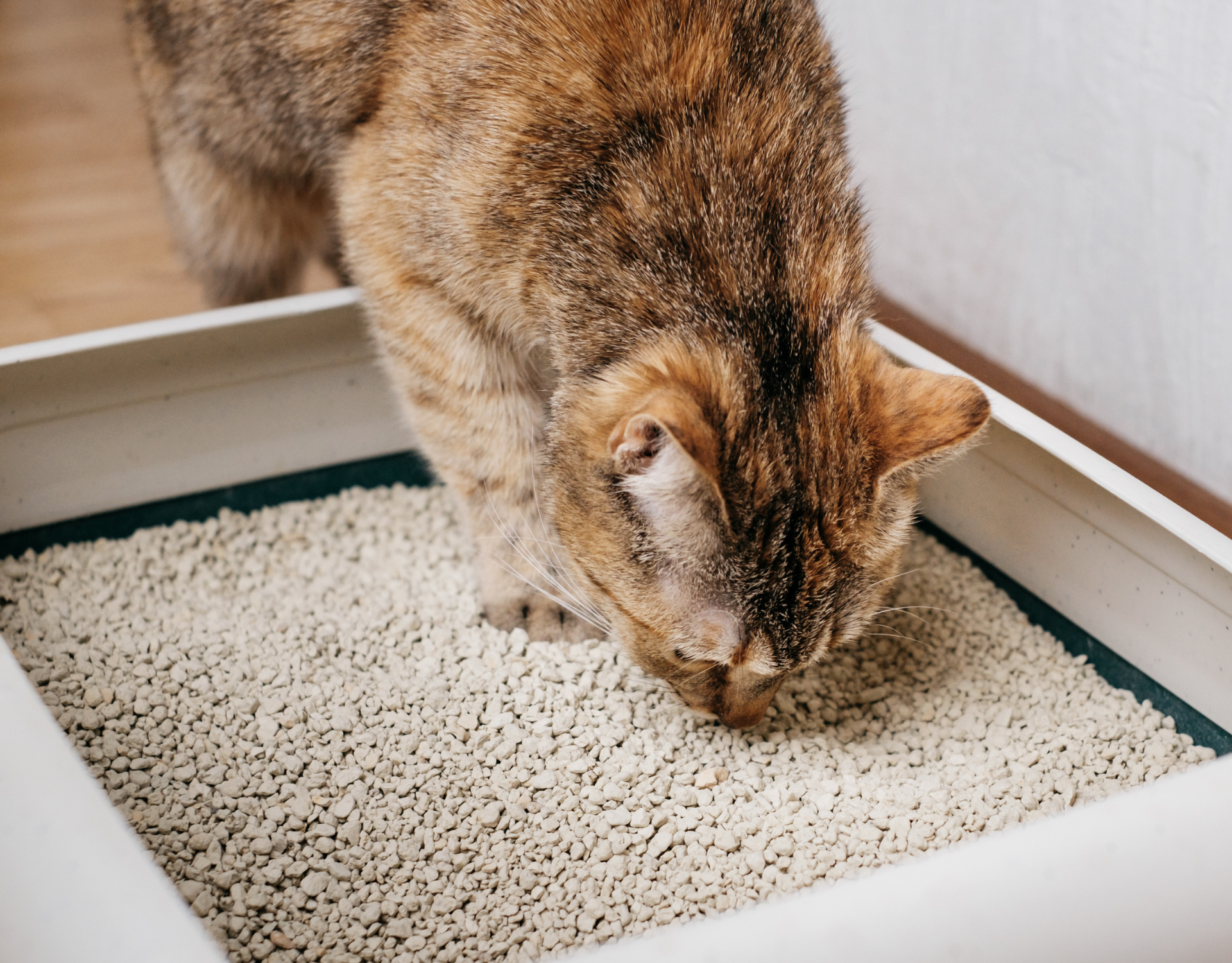 Katzenstreu Welche Tonne ist die richtige? wmn.de